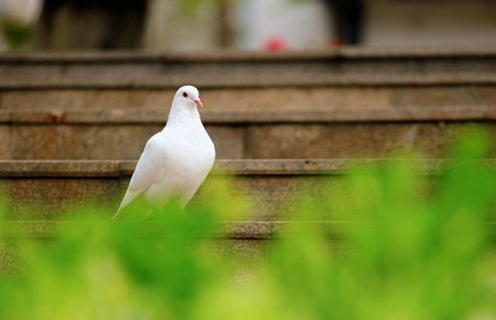 乡村如此多娇小说